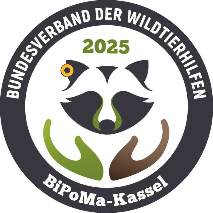 Tierschutzkonforme Reduktion von Waschbären