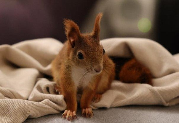 Spenden von über 1.000 EURO für den Eichhörnchen Notruf