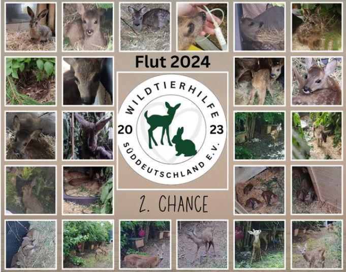 Hilfe für die Wildtier-Flutopfer in Franken