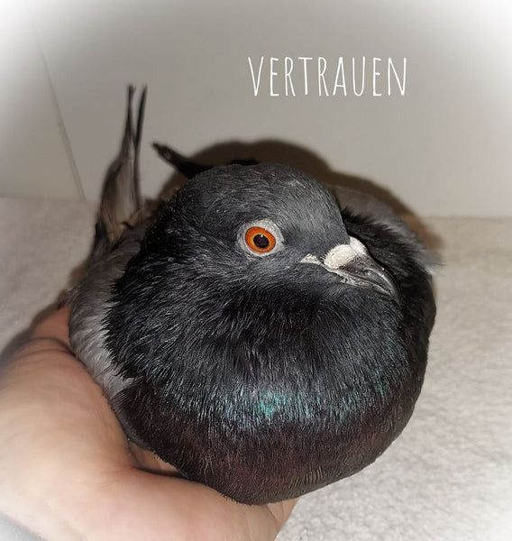 Danke an das Tierschutzprojekt „Graue Flügel“ – sie helfen Berliner Stadt-Tauben