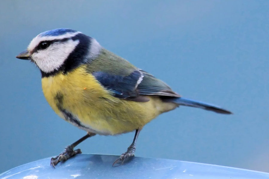 Woran sterben aktuell die Blaumeisen? Ihre Unterstützung ist gefragt.