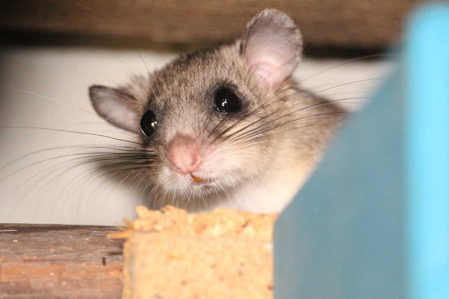 Gesucht: der kleine Zorro im Garten