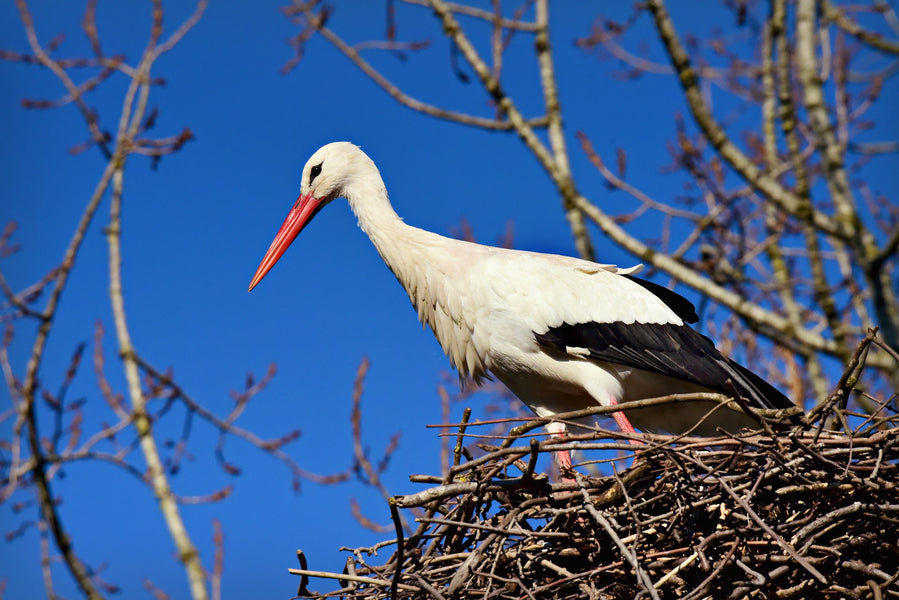 Warum bringt der Storch die Babys?