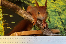 Laden Sie das Bild in den Galerie-Viewer, Kalender 2026 Aktion Eichhörnchen