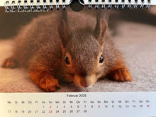Laden Sie das Bild in den Galerie-Viewer, Kalender 2026 Aktion Eichhörnchen