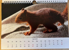 Laden Sie das Bild in den Galerie-Viewer, Kalender 2026 Aktion Eichhörnchen