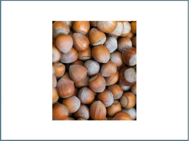 5Kg-20Kg Haselnuss in der Schale 18mm-20mm aus Deutschland