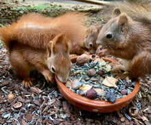 Laden Sie das Bild in den Galerie-Viewer, Nahrhaftes Eichhörnchenfutter / &quot;Eichhörnchen Natur Komplett&quot;