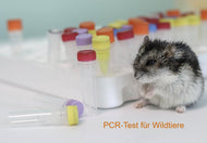 PCR Test für Säugetiere BVW