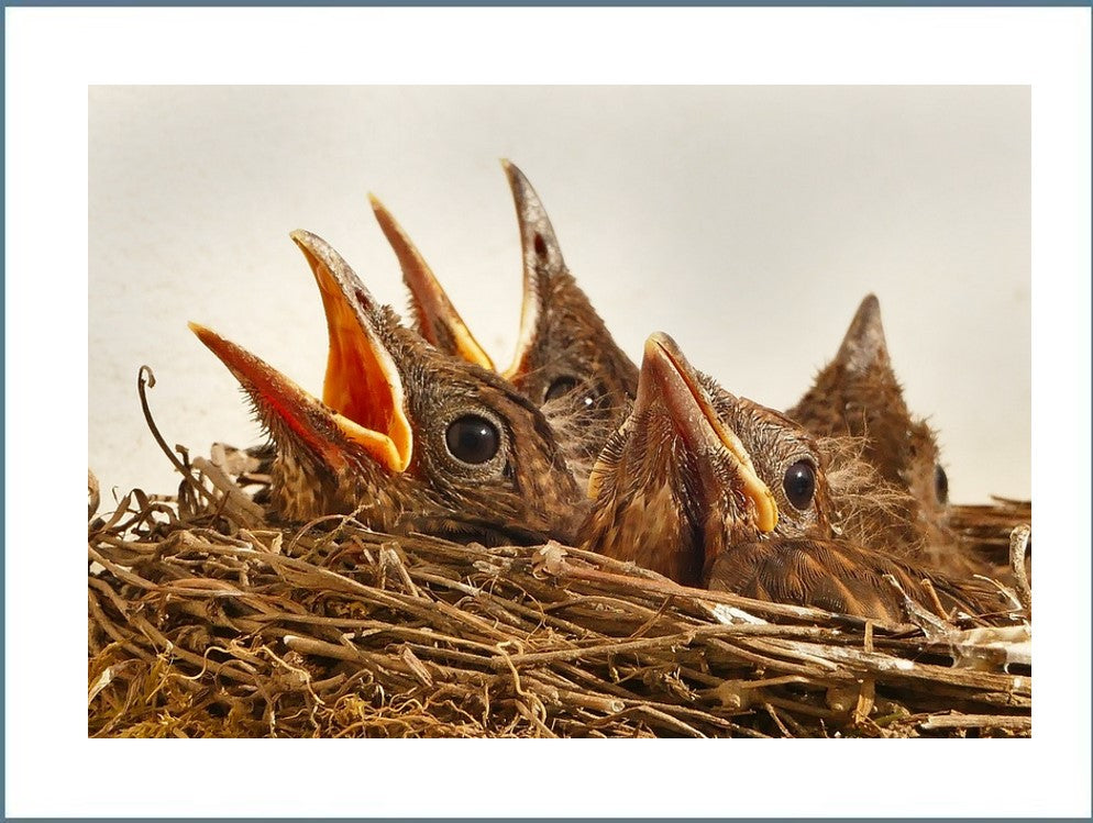 Grundlagen für die Pflege von Singvögel und Tauben + Sachkundeprüfung