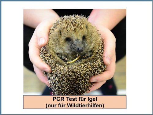PCR Test für Igel