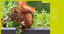 Laden Sie das Bild in den Galerie-Viewer, Eichhörnchen entdecken!