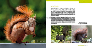 Eichhörnchen entdecken!