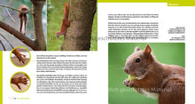 Laden Sie das Bild in den Galerie-Viewer, Eichhörnchen entdecken!