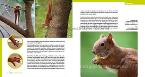 Eichhörnchen entdecken!