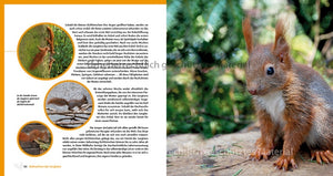 Eichhörnchen entdecken!