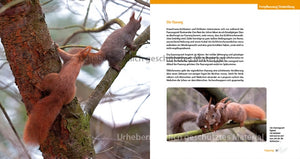 Eichhörnchen entdecken!
