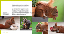 Laden Sie das Bild in den Galerie-Viewer, Eichhörnchen entdecken!