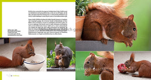 Eichhörnchen entdecken!