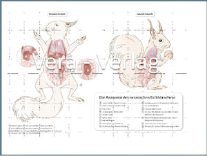 Anatomische Zeichnung europäisches Eichhörnchen