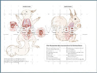 Anatomische Zeichnung europäisches Eichhörnchen