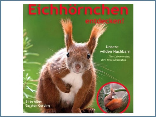 Eichhörnchen entdecken!