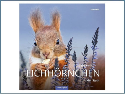 Leben mit Eichhörnchen in der Stadt