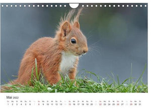 Eichhörnchen Kinder - Kalender 2024
