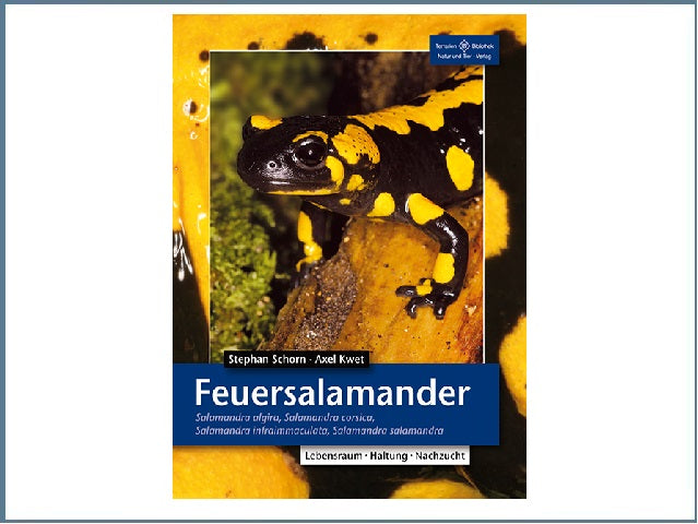 Der Feuersalamander