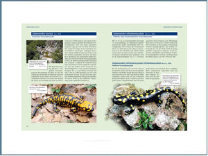 Der Feuersalamander