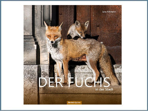Der Fuchs in der Stadt
