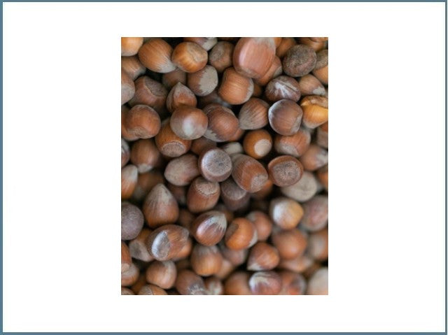 1-3Kg Haselnuss in der Schale 15-17mm  Deutschland