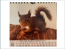 Laden Sie das Bild in den Galerie-Viewer, Babyeichhörnchen 2023 - Tischkalender