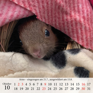 Babyeichhörnchen 2023 - Tischkalender