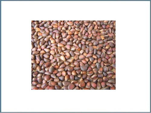 Zirbelnüsse für Vögel & Nager 1,5Kg / 2,25Kg /4,5Kg