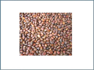 Zirbelnüsse für Vögel & Nager 1,5Kg / 2,5Kg