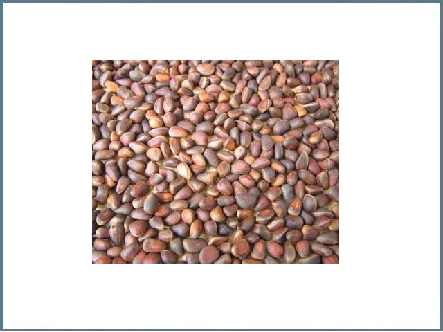 Zirbelnüsse für Vögel & Nager 1,5Kg / 2,5Kg