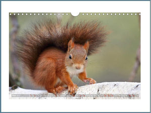 Eichhörnchen in zauberhaften Posen - Kalender 2024